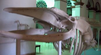 Museo Natural de Historia