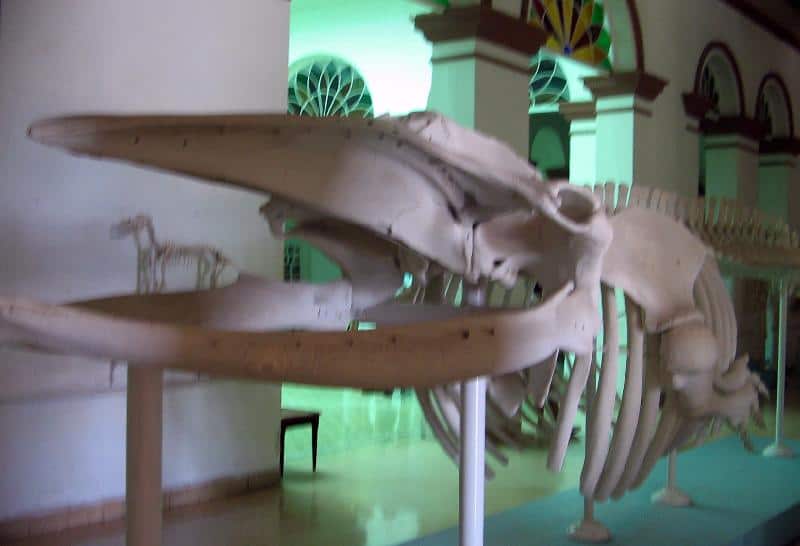 Museo Natural de Historia
