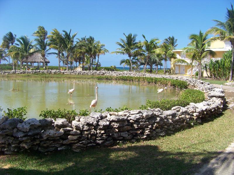 ¿Cómo visitar los Cayos de Cuba y en especial Cayo Coco?
