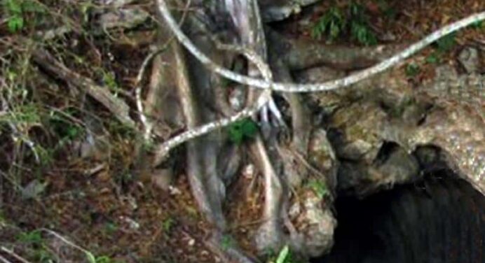 Campismo Las Cuevas