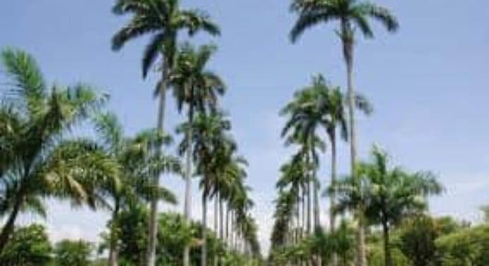 Jardín Botánico de Cienfuegos