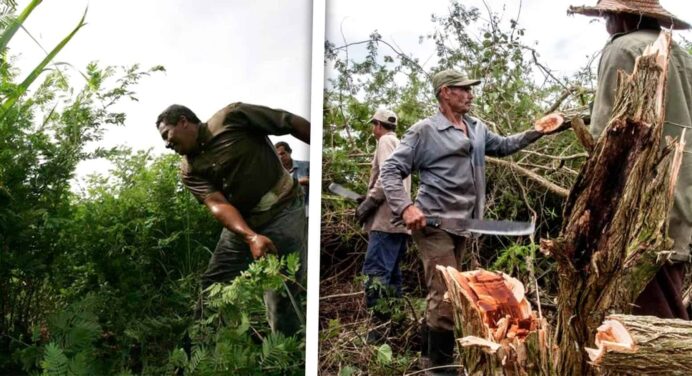 ¿Acabar con el Marabú en Cuba? Eso se Plantea este Organismo Internacional