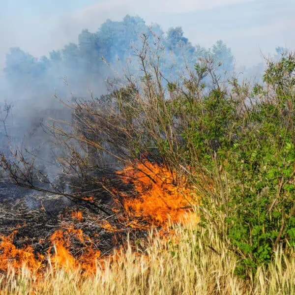 Accionan contra Incendio Forestal de Gran Magnitud en el Oriente Cubano