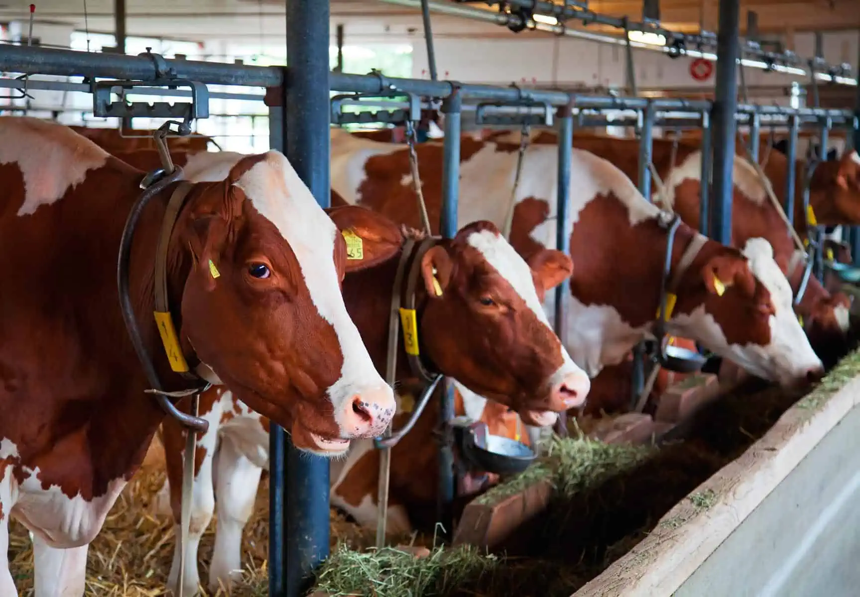 Anuncia Francia Envio de Vacas a Cuba
