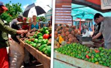 Anuncia Gobierno de La Habana Feria Agropecuaria en Saludo al Primero de Mayo