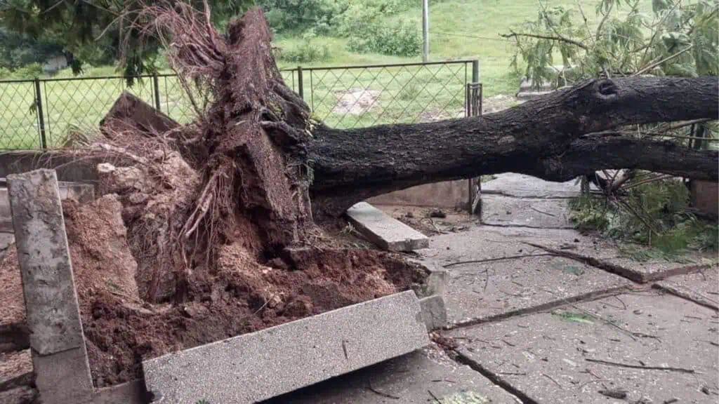 Árbol caído por el huracán Beryl