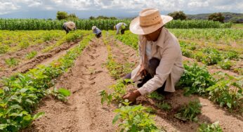 Así Prevén las Siembras en Pinar del Río para la Campaña de Primavera