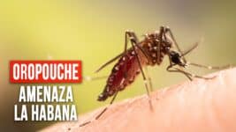 El Oropouche Amenaza a La Habana: Aumentan los Casos y Síntomas Similares al Dengue