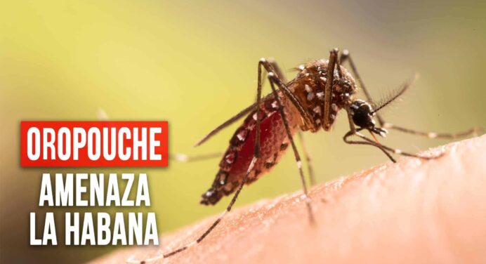El Oropouche Amenaza a La Habana: Aumentan los Casos y Síntomas Similares al Dengue