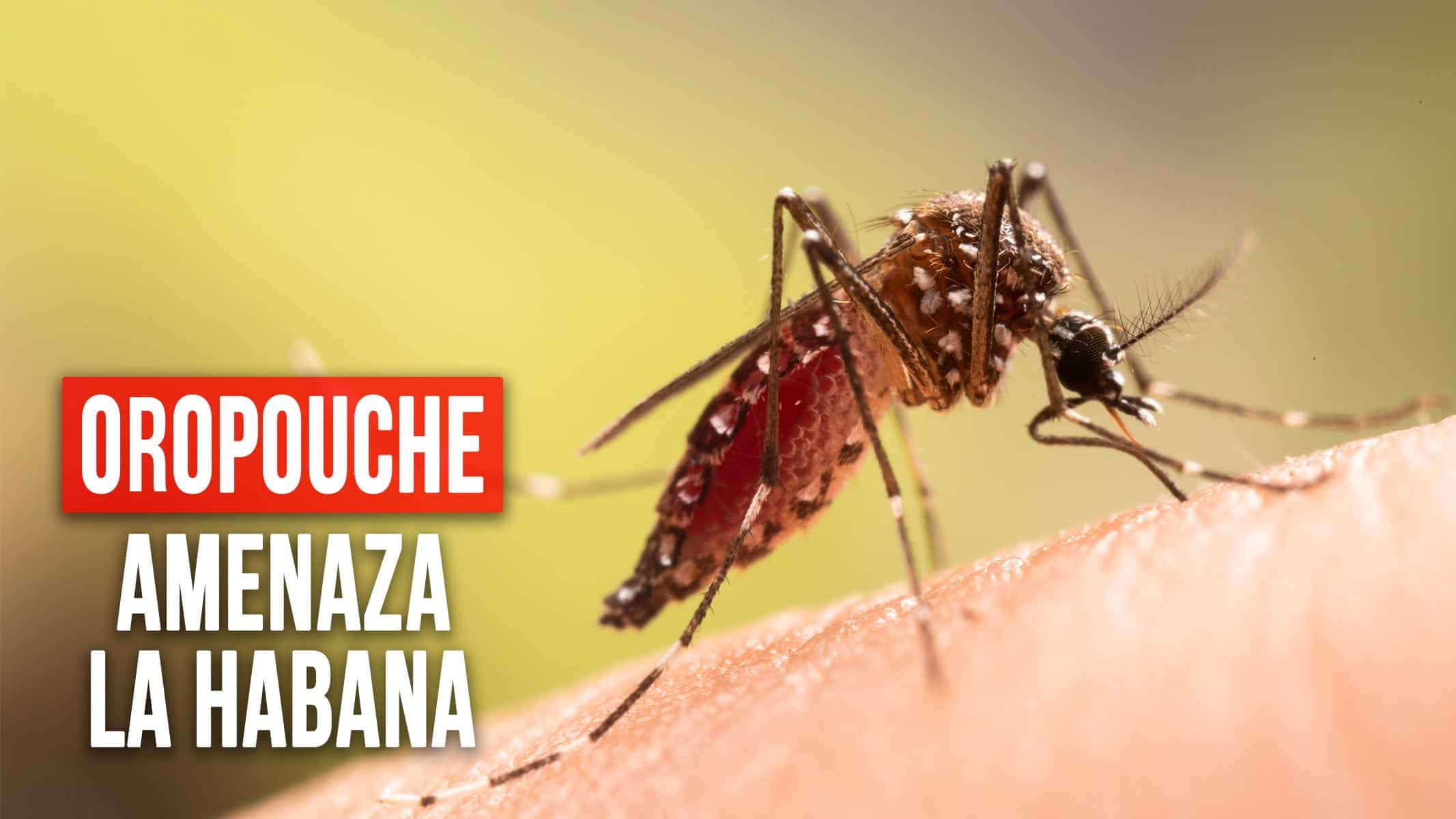 El Oropouche Amenaza a La Habana: Aumentan los Casos y Síntomas Similares al Dengue