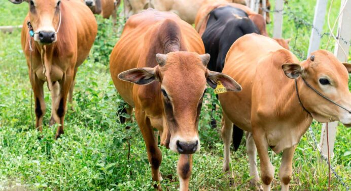 Autorizan Procedimiento para Sacrificio y Consumo de Ganado VACUNO para Autoconsumo en Cuba