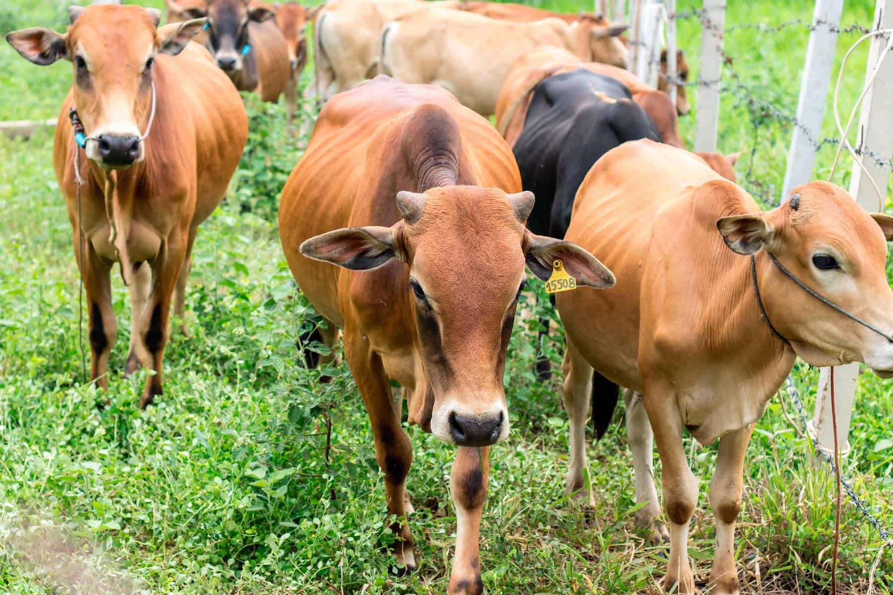 Autorizan Procedimiento para Sacrificio y Consumo de ganado vacuno de los autoconsumos en cuba