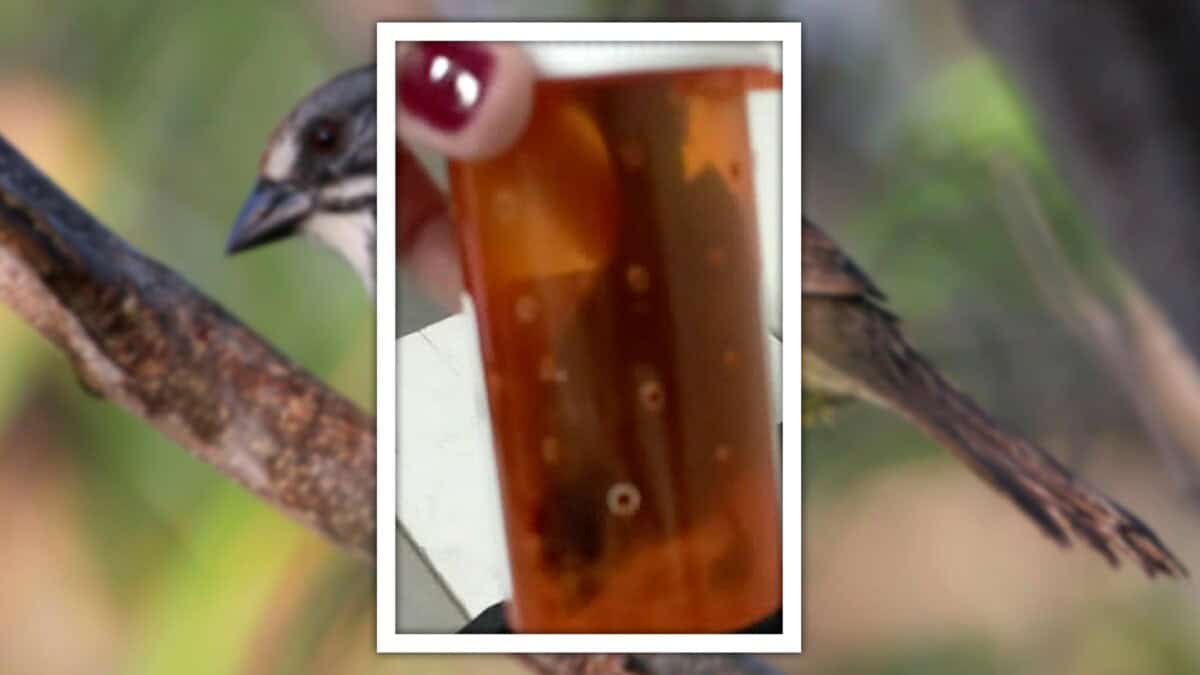 ¡Insólito! Intentan Sacar Ave Viva Oculta en un Envase Desde Cuba
