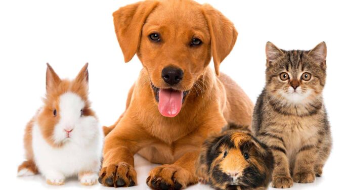 BaCuba Aplicación para el Bienestar Animal