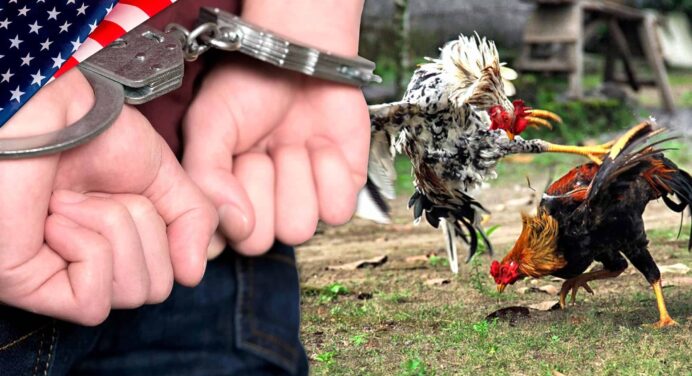 Cae Red de Peleas Ilegales de Gallos en Florida: 42 Personas Esposadas