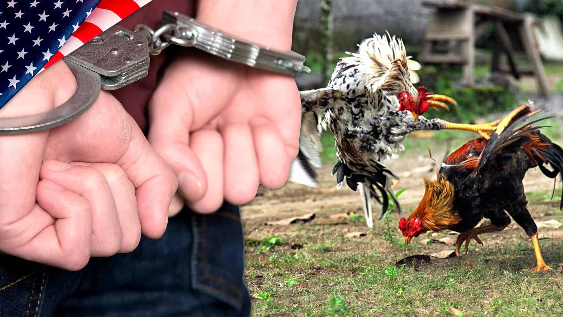Cae Red de Peleas Ilegales de Gallos en Florida: 42 Personas Esposadas