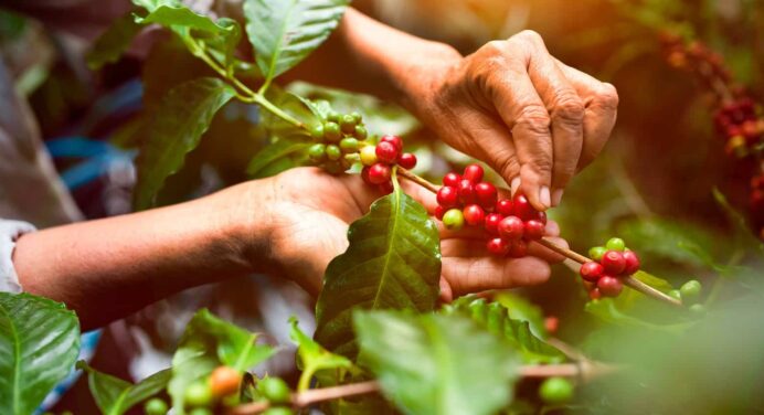 Crean Empresa Mixta BioCuba Caffe S.A. 
