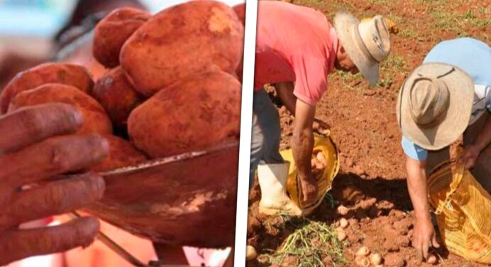 Campaña de Papa en Cuba Alcanza solo el 30 por Ciento y los Precios en el Mercado Informal Alarman