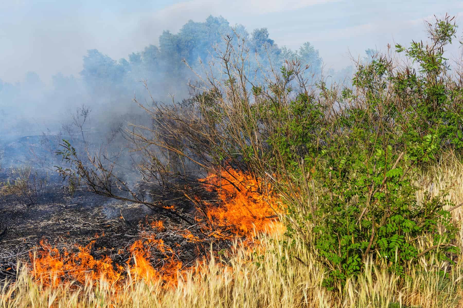 Controlan Incendio Forestal en Occidente Cubano