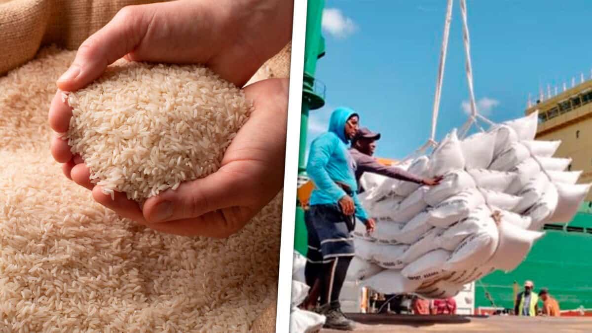 ¿Cuándo Llegará el Arroz a las Mesas Cubanas? Avanza la Descarga en Nuevitas