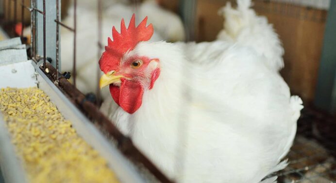 Declaran Alerta en Cuba por Amenaza de Influenza Aviar