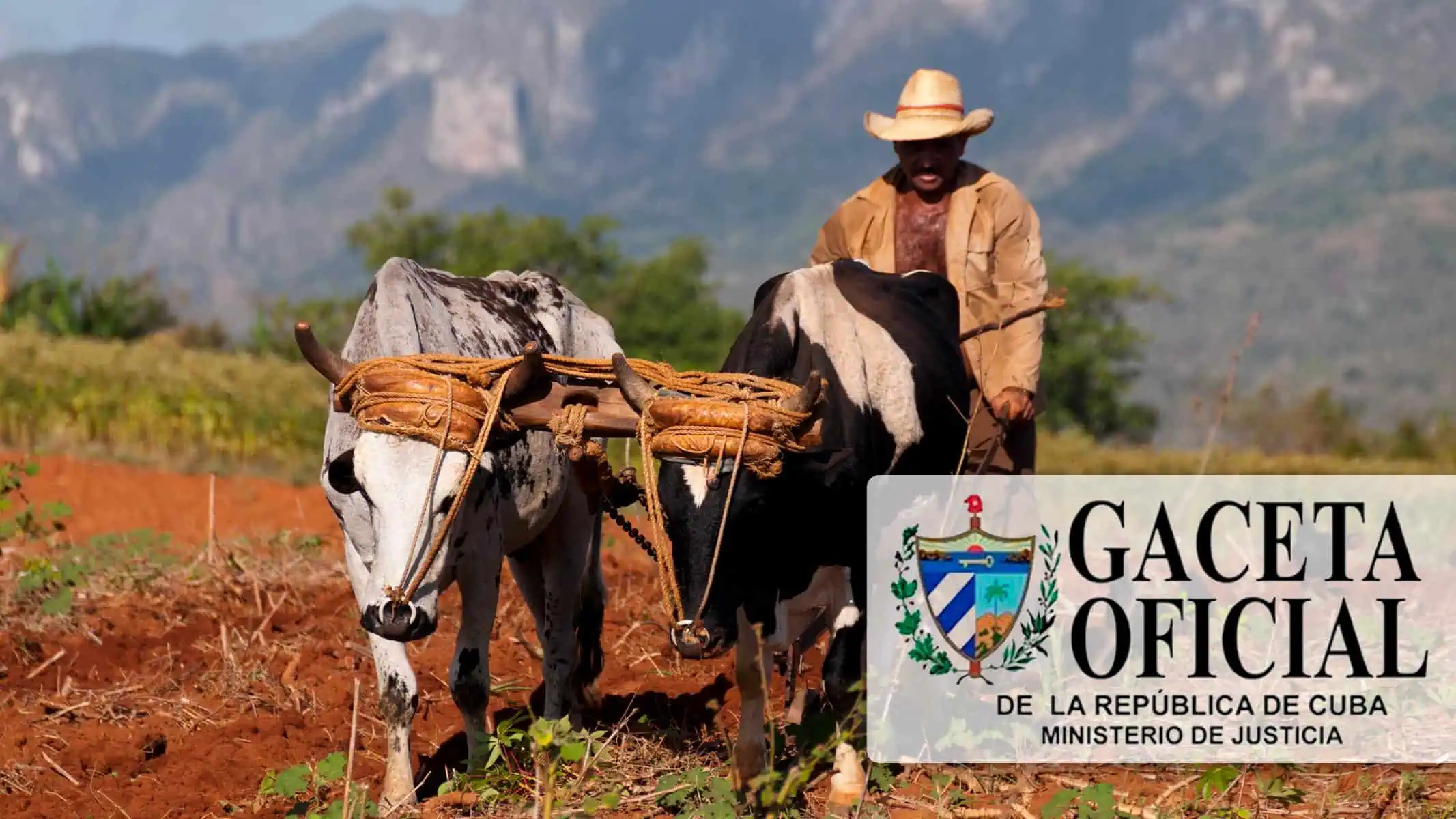 Cuba Aprueba Nuevos Beneficios de Seguridad Social Para Sector Agropecuario: ¿De Qué se Trata? 