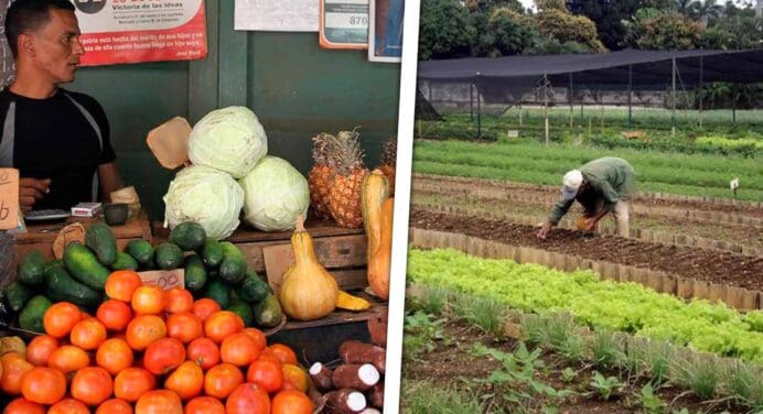 Cuba Recibe Millonaria Inversión Para Aumentar la Producción de Alimentos: ¿Cómo se Usará el Dinero?