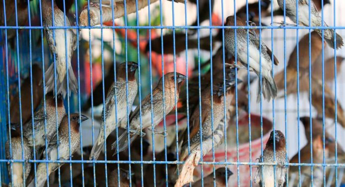 Cubanos Acusados por Tráfico de Aves en Estados Unidos