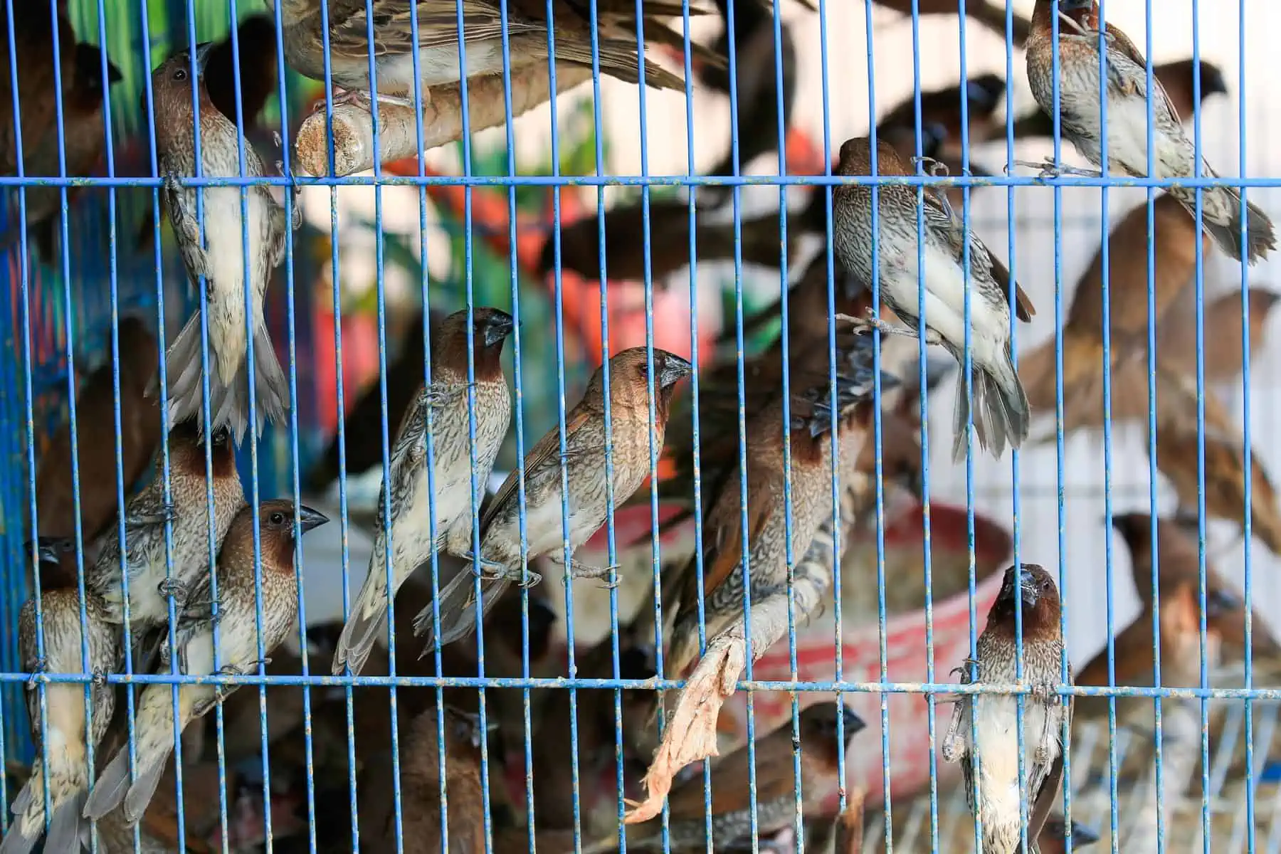 Cubanos Acusados por Tráfico de Aves en Estados Unidos
