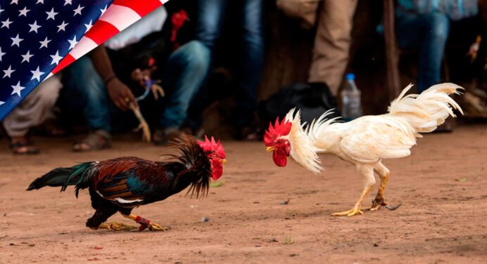 Operativo en Carolina del Norte: Cubanos Detenidos por Peleas de Gallos Ilegales