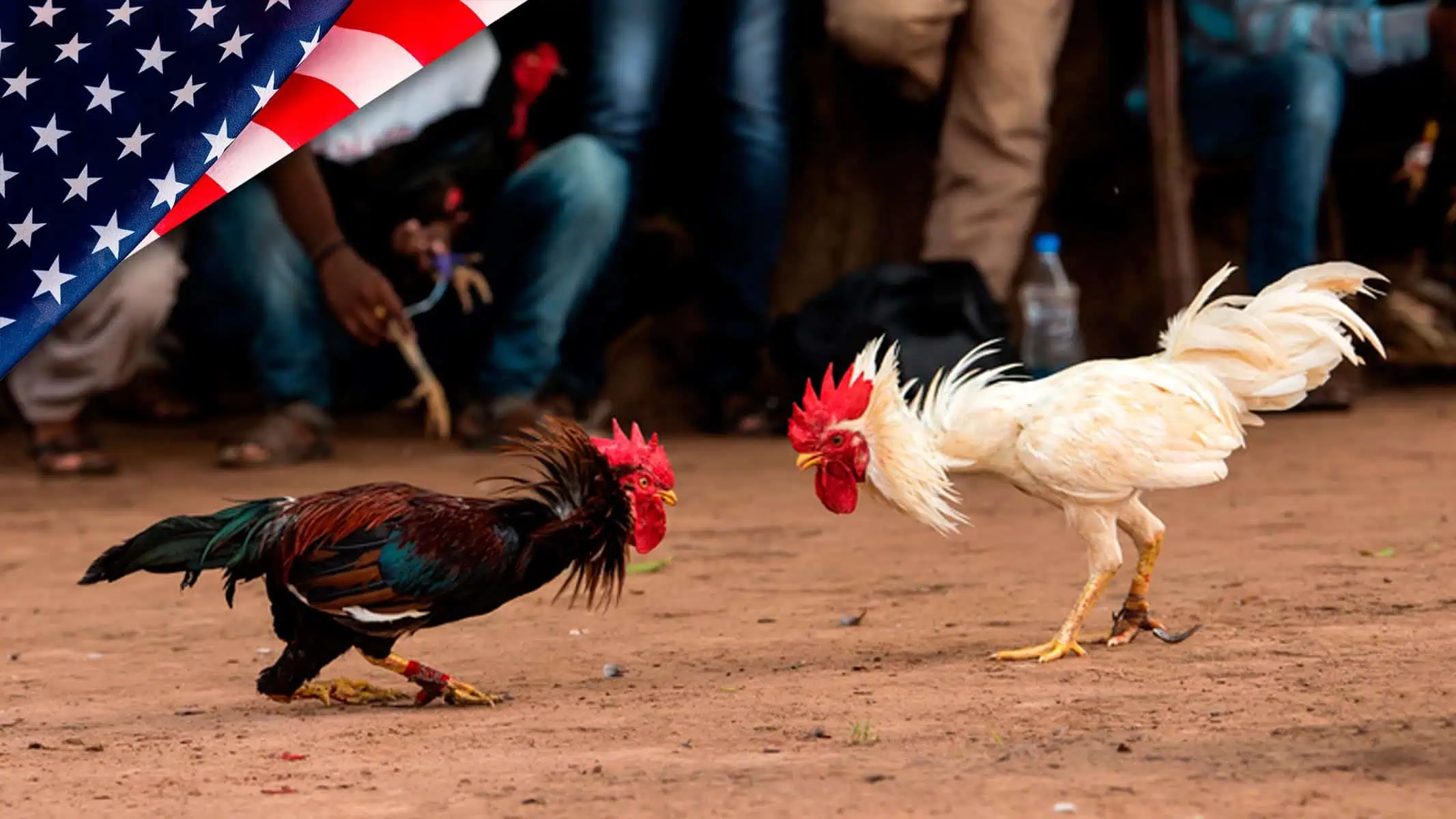 Operativo en Carolina del Norte: Cubanos Detenidos por Peleas de Gallos Ilegales