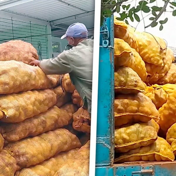 Decomisan Toneladas de Papas y Reparten en Instituciones Públicas Cubanas