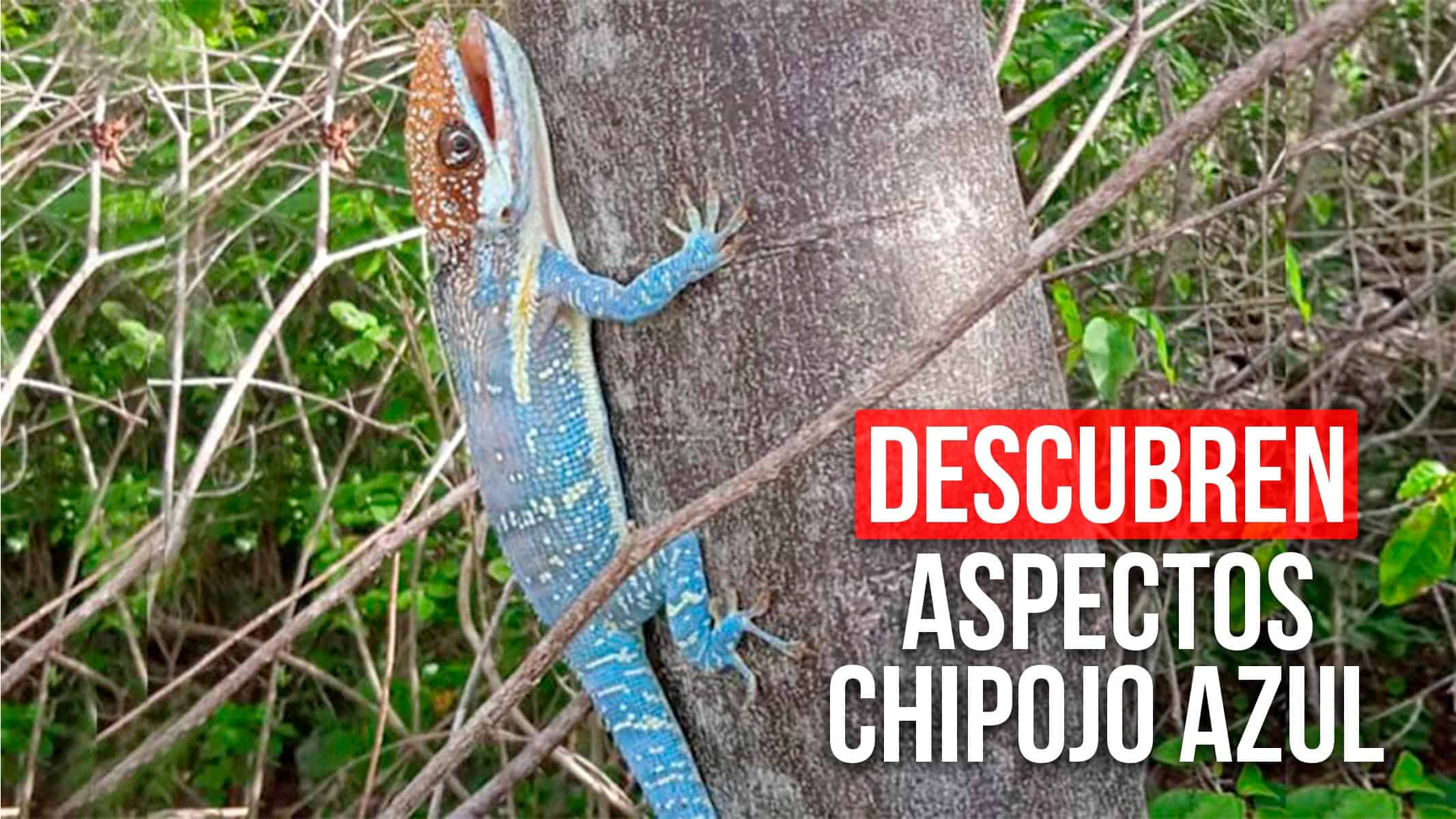 Descubren Aspectos Inéditos del Chipojo Azul: El Misterioso Reptil Cubano en Riesgo de Extinción