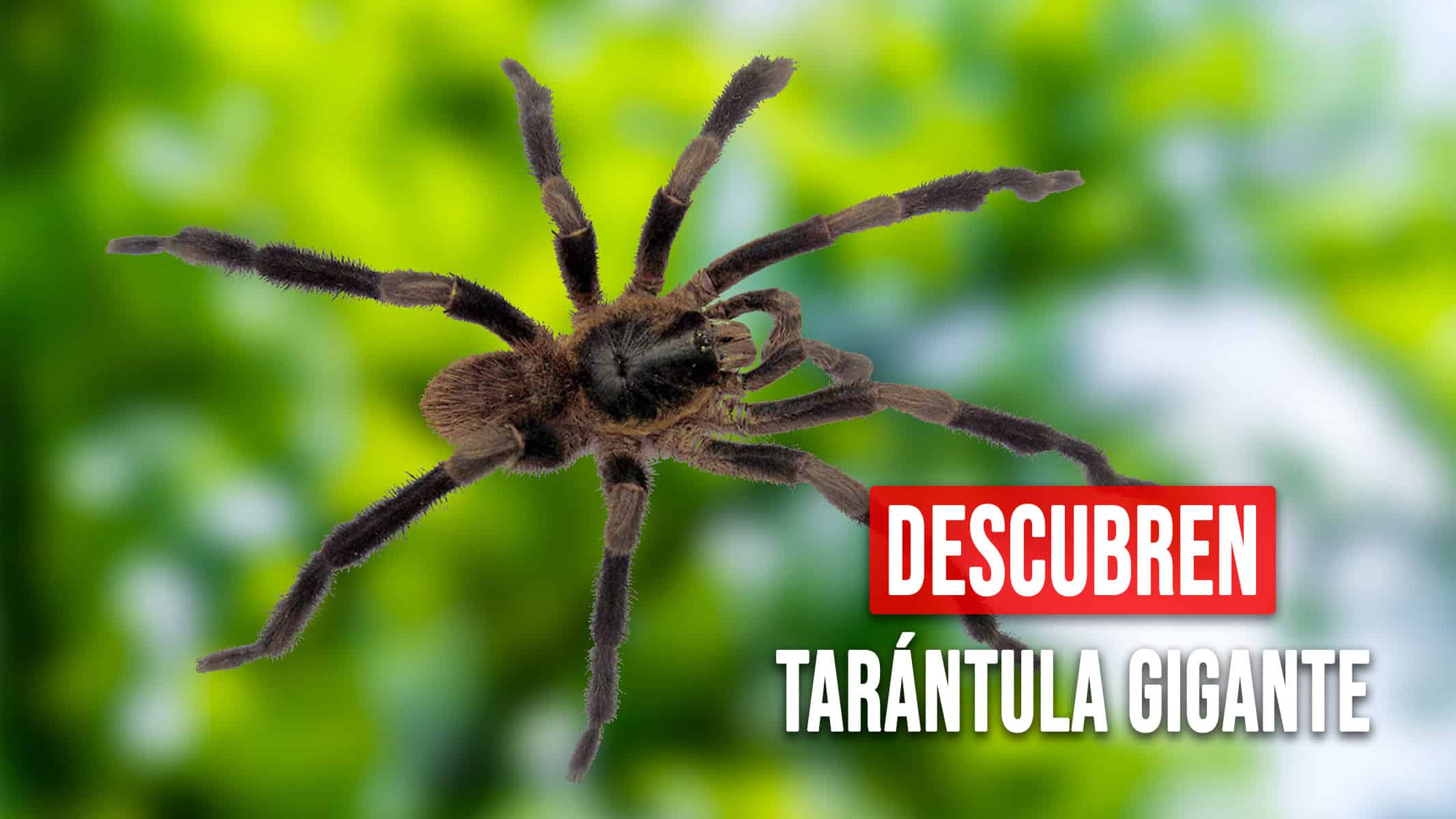 Impactante: Descubren en Cuba una Tarántula Gigante del Tamaño de un Plato