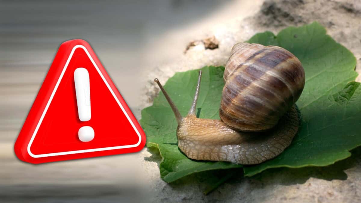 Peligro en Patios Cubanos: El Caracol Gigante Africano se Multiplica sin Control