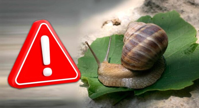 Peligro en Patios Cubanos: El Caracol Gigante Africano se Multiplica sin Control