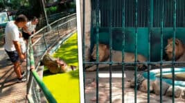 El Zoológico de 26 de La Habana en Decadencia: 