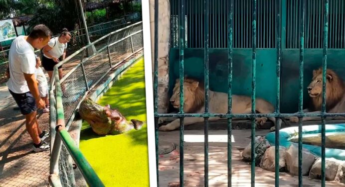 El Zoológico de 26 de La Habana en Decadencia: “Hay Más Trabajadores que Animales”