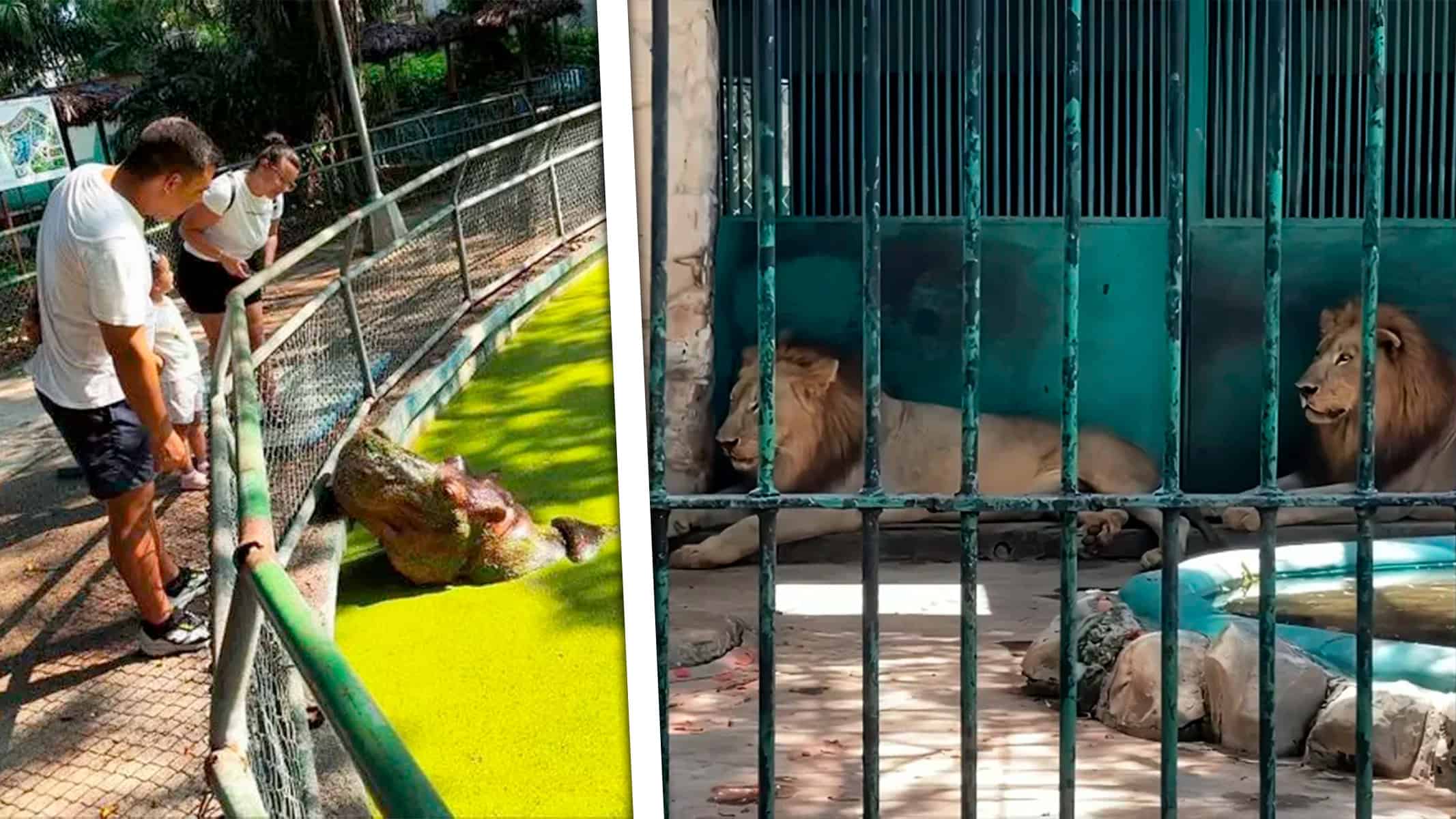 El Zoológico de 26 de La Habana en Decadencia: "Hay Más Trabajadores que Animales"