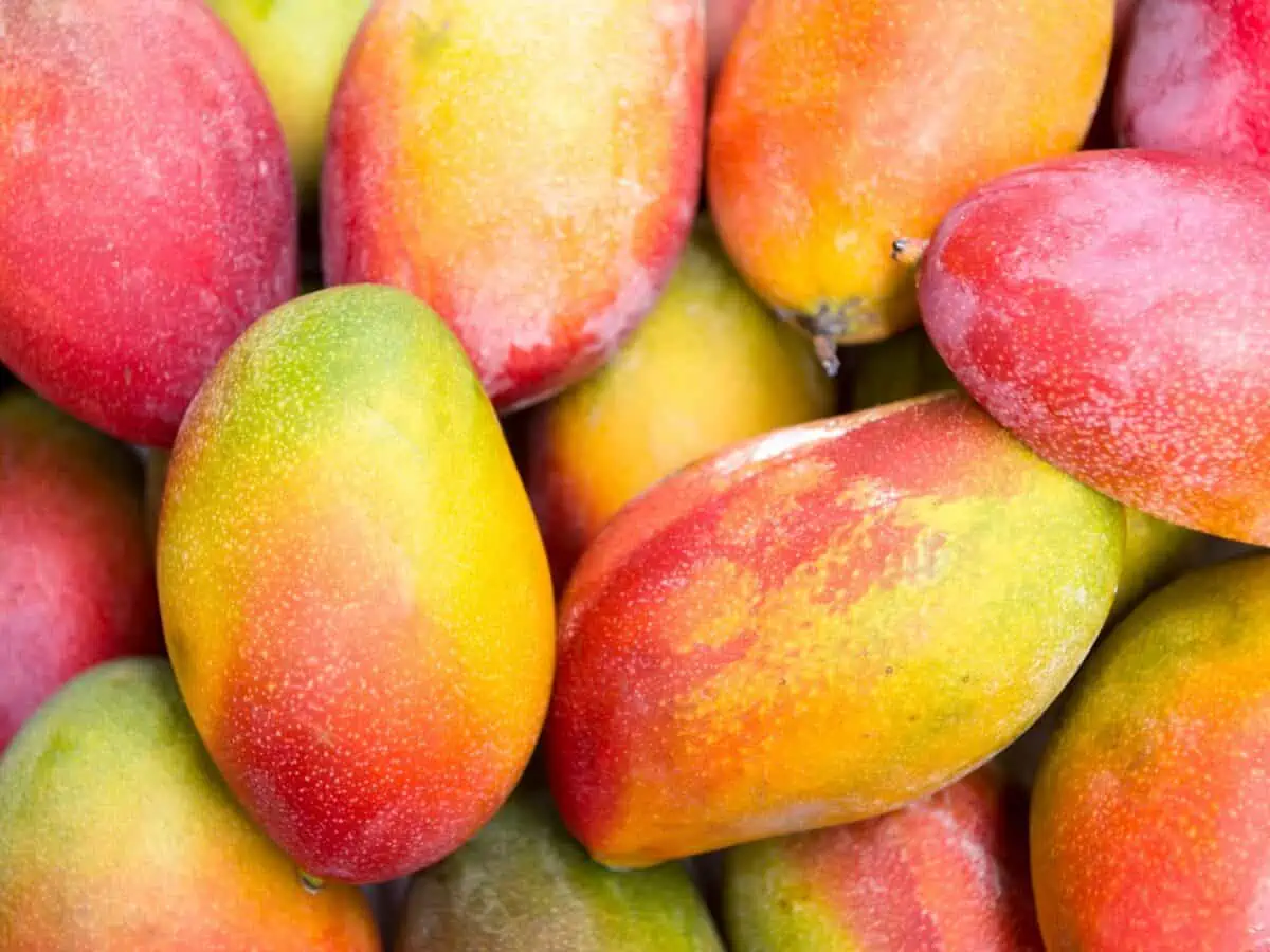 Empresa Cubana Proyecta Exportación de Mango