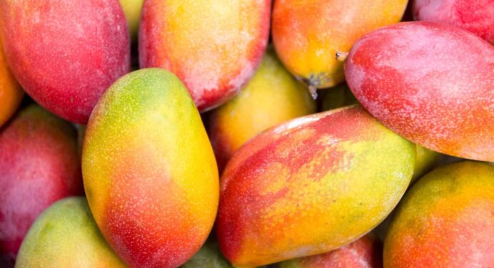 Empresa Cubana Proyecta Exportación de Mango
