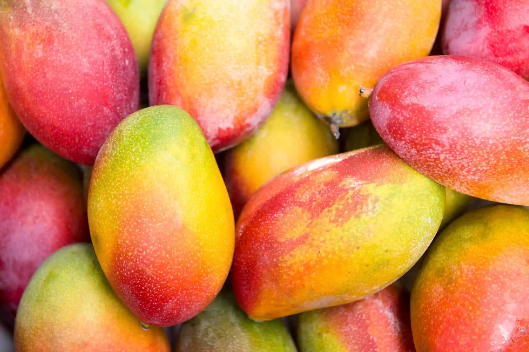 Empresa Cubana Proyecta Exportación de Mango