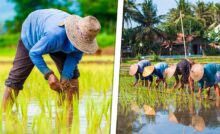 Gobierno Cubano Entrega Tierras a Vietnam para Sembrar Arroz