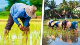 Gobierno Cubano Entrega Tierras a Vietnam para Sembrar Arroz