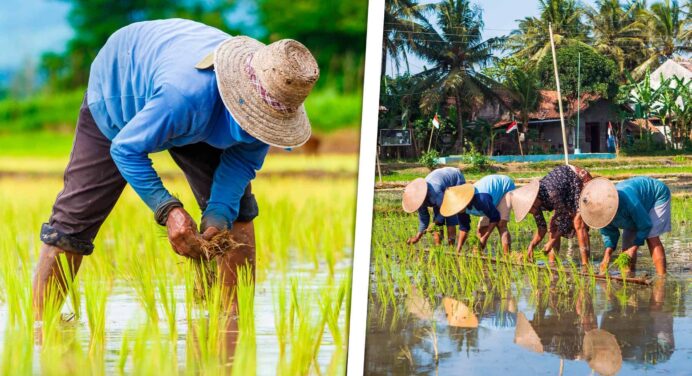 Gobierno Cubano Entrega Tierras a Vietnam para Sembrar Arroz