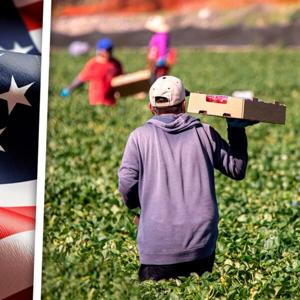 Estados Unidos Aprueba Nueva Regla Para Proteger a Trabajadores Agrícolas Inmigrantes ¿Qué Cambiará?