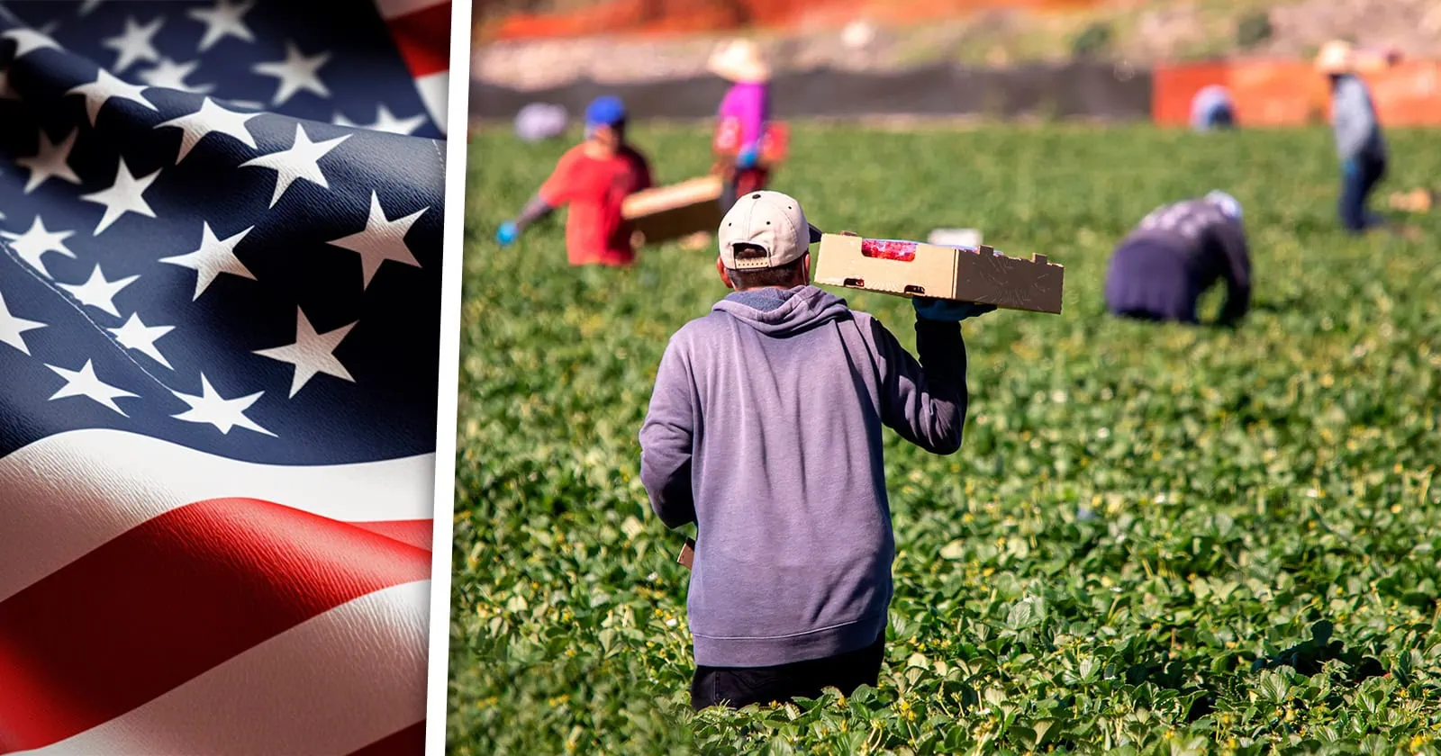 Estados Unidos Aprueba Nueva Regla Para Proteger a Trabajadores Agrícolas Inmigrantes ¿Qué Cambiará?