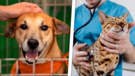 ¿Tienes Mascota? No Te Pierdas Esta Feria Animal en La Habana con Servicios Gratuitos y Consejos Útiles