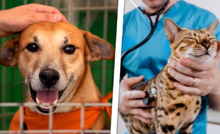 ¿Tienes Mascota? No Te Pierdas Esta Feria Animal en La Habana con Servicios Gratuitos y Consejos Útiles