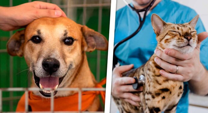 ¿Tienes Mascota? No Te Pierdas Esta Feria Animal en La Habana con Servicios Gratuitos y Consejos Útiles